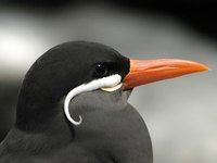 Your foam bird beak will vary based on the type of bird you are creating.