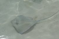 With just a few materials, you can make a stingray costume in about half an hour.