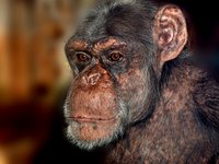 Chimpanzees share more than 98 percent of humans' genetic blueprint.