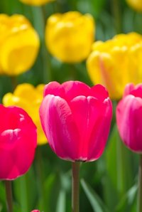 Tulips have rich history and meaning.
