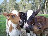 Elastic banding castration poses the highest tetanus risk for calves.