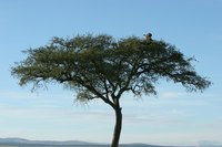 Sap from the acaia tree is used to make gum arabic.
