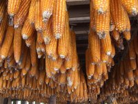 Small farmers in Africa are planting less maize and more cassava because it's less susceptible to drought