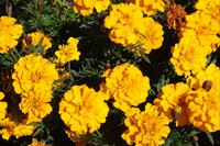 Marigolds, as their name suggests, add a touch of gold to the garden.