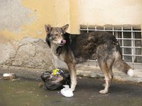 Scavenging dogs are at risk for stomach rot.