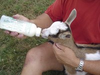 Vets take care of all animal types, from pets to farm animals.