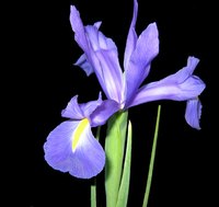 The iris is the traditional flower of the 25th wedding anniversary.