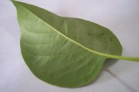 Painting a leaf provides a creative design using nature.