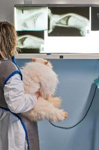 Your veterinary technician will check in and prepare your cat for surgery.