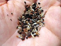 Seeds have many shapes, sizes and germination requirements.