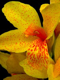 Caring For Your Cannas Lily