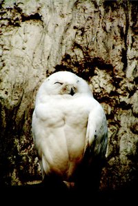 Making a 3D owl is an educational and fun activity for kids.