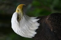 The standard Birds of War costume is a basic imitation of an eagle.