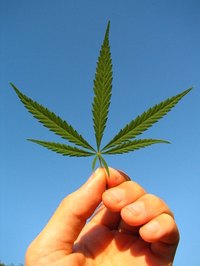 Hemp produces durable fibers for clothing and other items.