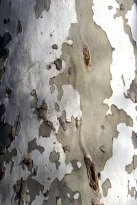 Thin pieces of birch bark can easily become writing paper.