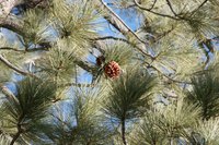 Use dried pine needles for crafts like a pine needle basket.