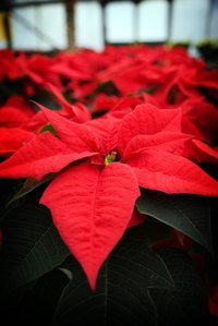 You can make red poinsettas out of tissue paper.