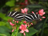 Passion flower vine is a larval plant for zebra longwing butterflies.