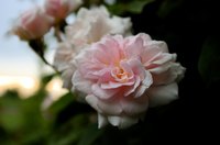 Queen Elizabeth climbing rose.