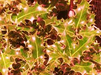 Net lights are usually used for bushes and outdoor decorating.