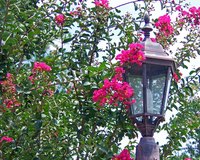 The Crepe Myrtle produces lovely flowers.