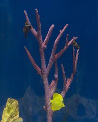 Plexiglas can be used to make a nice aquarium.