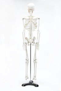 Have a drawing of a skeleton handy while you sculpt this clay model.