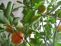 Orange trees are mature at about 10 years old.