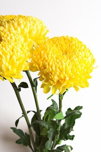 Large chrysanthemums are ideal for puppy bouquets.