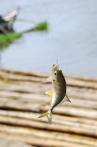 Opening a fishing store can be a profitable way to combine a love of fishing and a business idea.