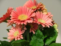Gerbera daisies are beautiful flowers.