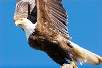 Study the different shades of brown and white on a bald eagle.
