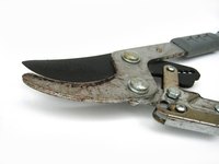 Clean bypass pruners regularly to avoid rust damage to the blade surfaces.