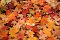 Service fees can be charged for leaf removal.