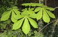 There are many differences between the horse chestnut and the chestnut tree.