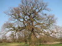 Depending on the criteria, oak trees mature at different ages.