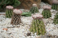 Cactuses come in all shapes and sizes.