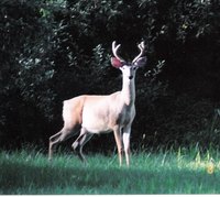 Properly cleaned deer meat ensures its flavor and freshness.