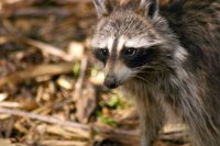 A raccoon could be the source of mysterious scampering noises heard in the basement.