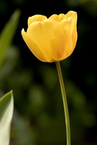 Spring Floral Arrangements can be used to usher in the new season and celebrate moms at your congregation.