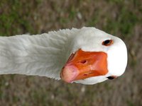 Make sure you add a goose's distinctive orange beak and legs.