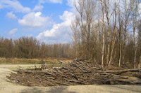 Gnarled driftwood or brush heaps can yield interesting sticks to use as talking sticks.