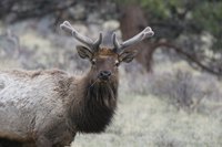 By wearing jewelry made out of elk teeth, you can commemorate a majestic animal.