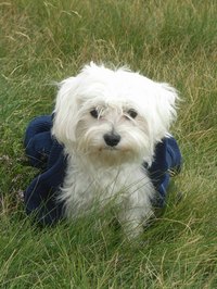 The Bichon Frise is an intelligent dog.