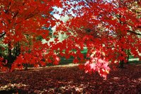 The vivid color of red maple trees in autumn
