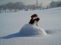 Expanding foam will give you a solid base of fake snow.