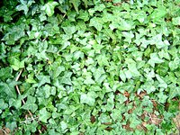 English Ivy