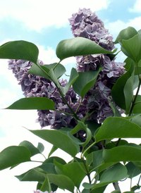 A potassium bicarbonate solution can be used to treat powdery mildew on lilacs and other plants.