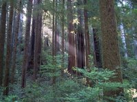 The redwood forests of California are magnificent natural wonders.