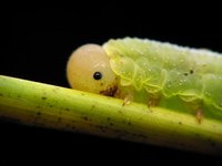 Caterpillars may find their way onto your window screens.